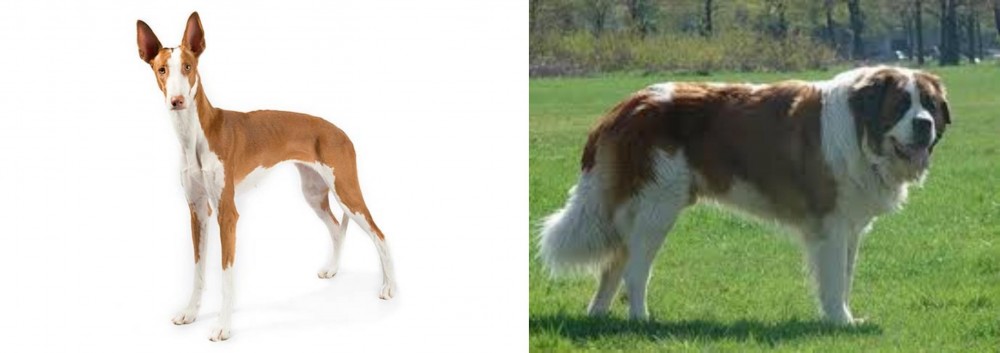 Moscow Watchdog vs Ibizan Hound - Breed Comparison