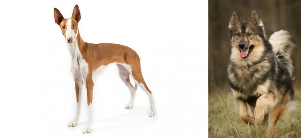 Native American Indian Dog vs Ibizan Hound - Breed Comparison