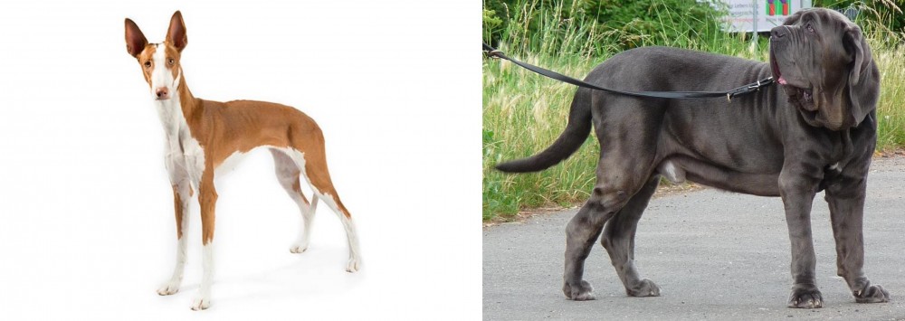 Neapolitan Mastiff vs Ibizan Hound - Breed Comparison
