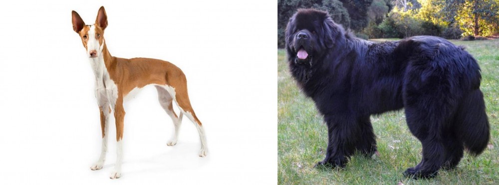 Newfoundland Dog vs Ibizan Hound - Breed Comparison