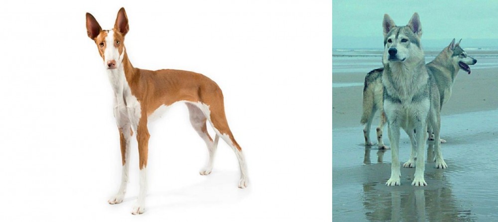 Northern Inuit Dog vs Ibizan Hound - Breed Comparison