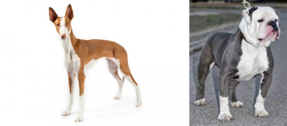 Old English Bulldog vs Ibizan Hound - Breed Comparison