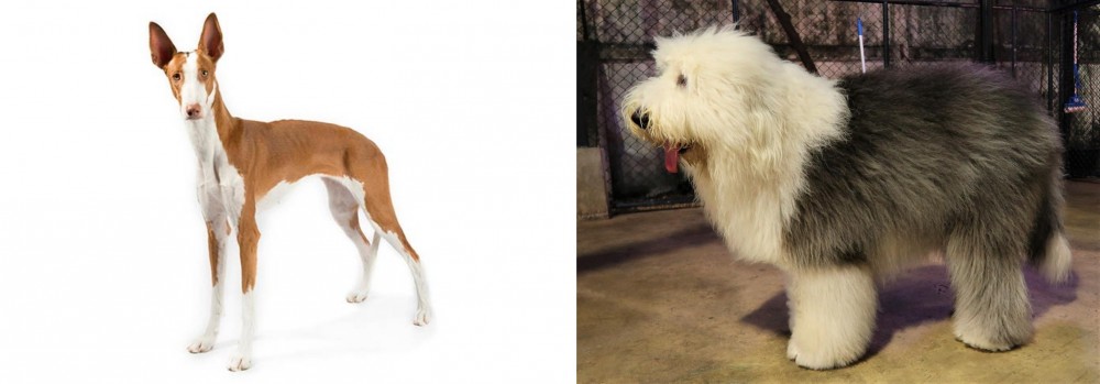 Old English Sheepdog vs Ibizan Hound - Breed Comparison