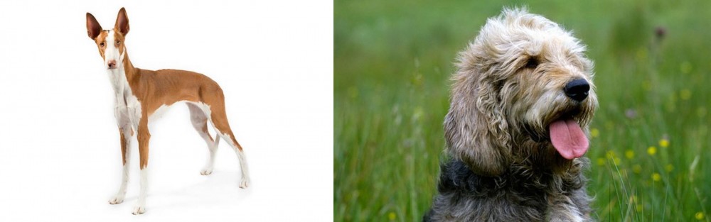 Otterhound vs Ibizan Hound - Breed Comparison