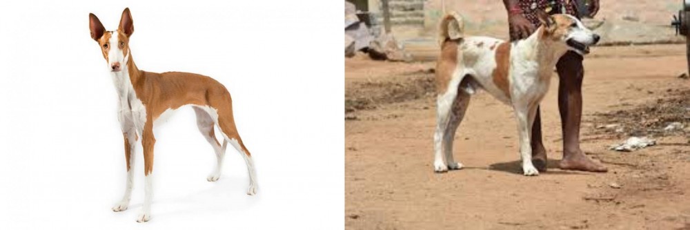 Pandikona vs Ibizan Hound - Breed Comparison
