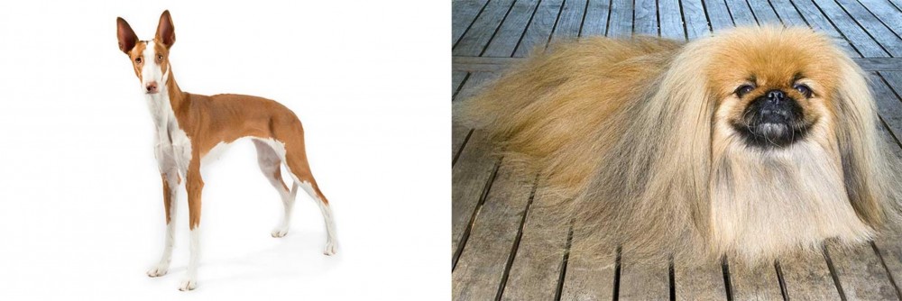 Pekingese vs Ibizan Hound - Breed Comparison