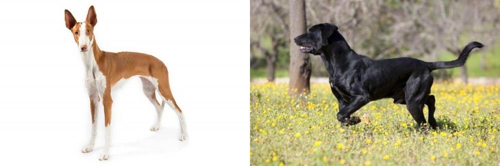 Perro de Pastor Mallorquin vs Ibizan Hound - Breed Comparison