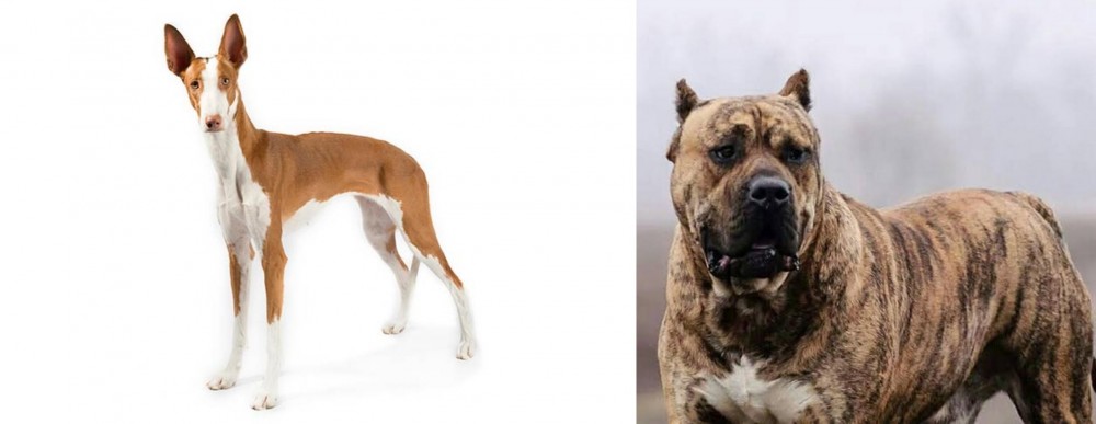 Perro de Presa Canario vs Ibizan Hound - Breed Comparison