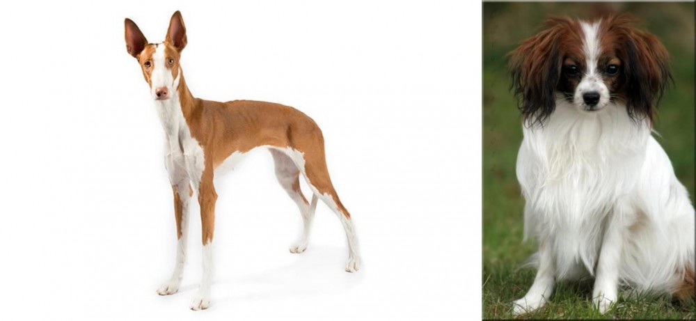 Phalene vs Ibizan Hound - Breed Comparison