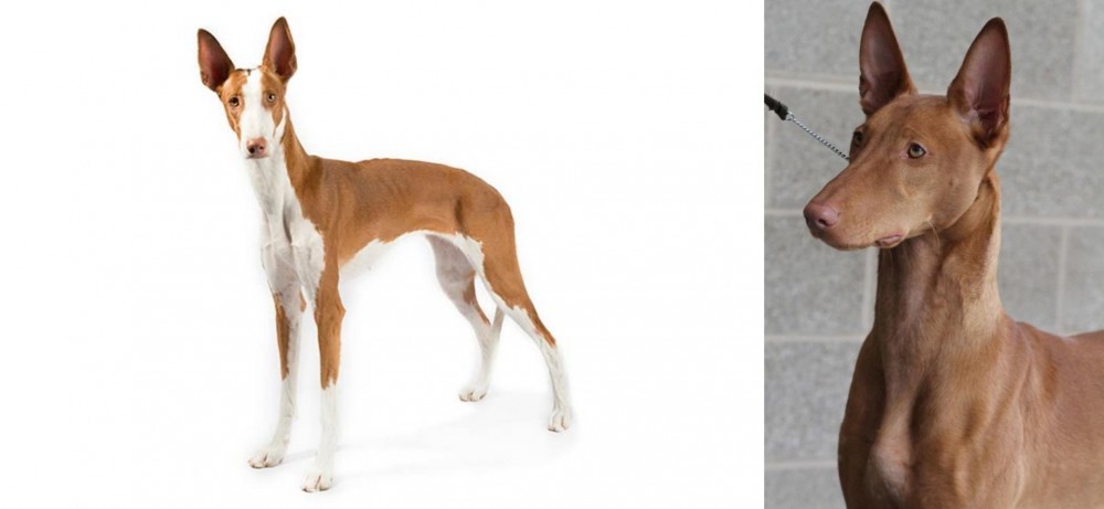 Pharaoh Hound vs Ibizan Hound - Breed Comparison