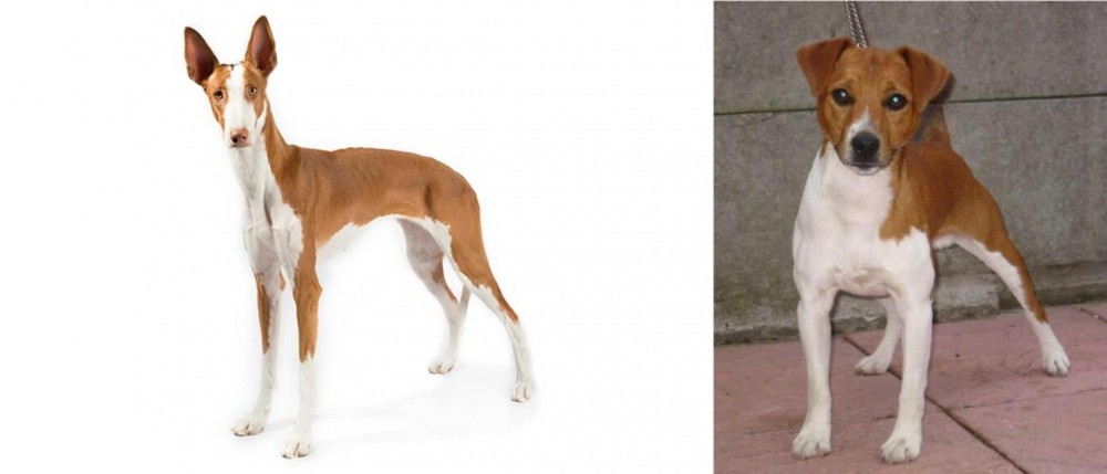 Plummer Terrier vs Ibizan Hound - Breed Comparison