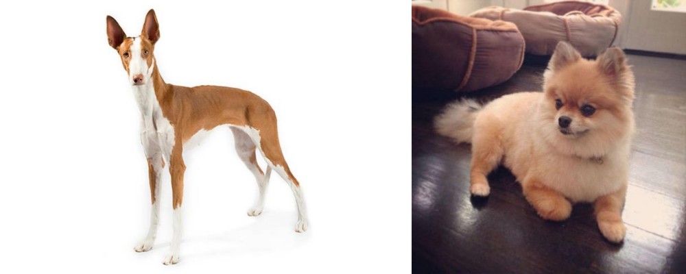 Pomeranian vs Ibizan Hound - Breed Comparison