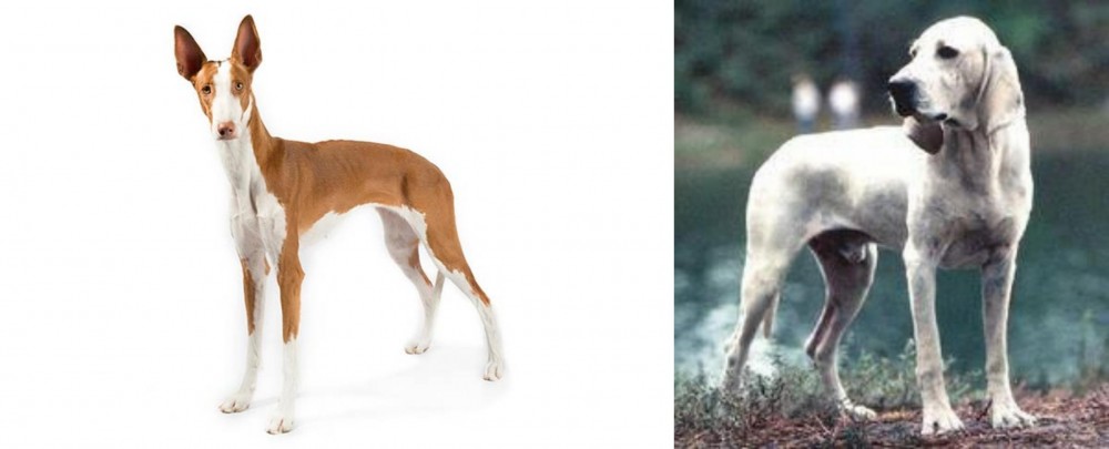 Porcelaine vs Ibizan Hound - Breed Comparison