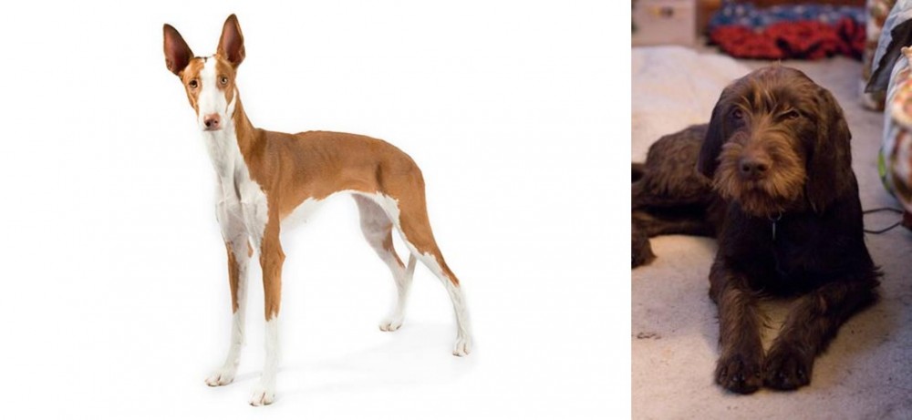 Pudelpointer vs Ibizan Hound - Breed Comparison