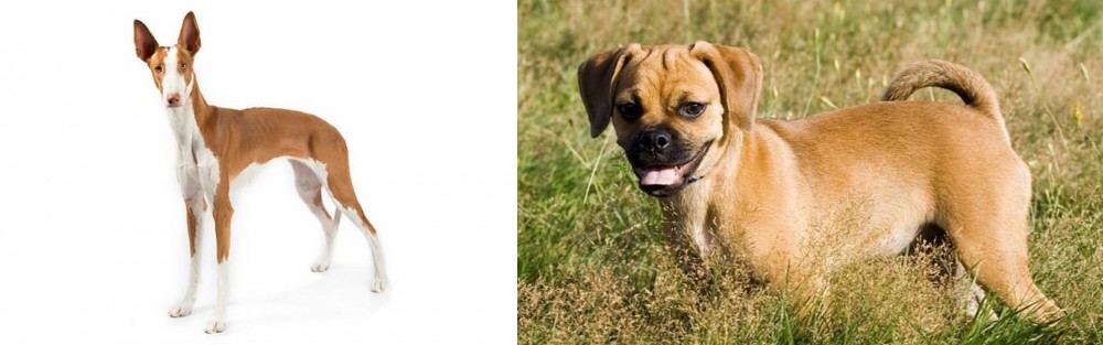 Puggle vs Ibizan Hound - Breed Comparison