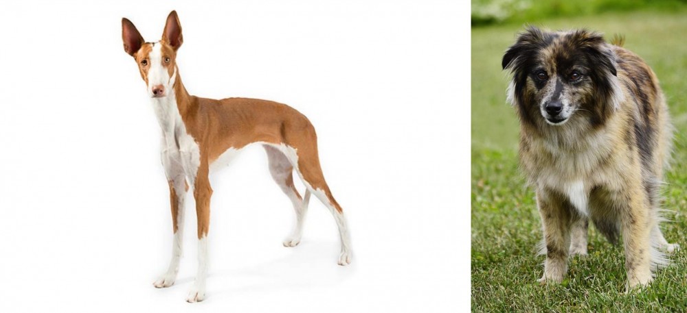 Pyrenean Shepherd vs Ibizan Hound - Breed Comparison