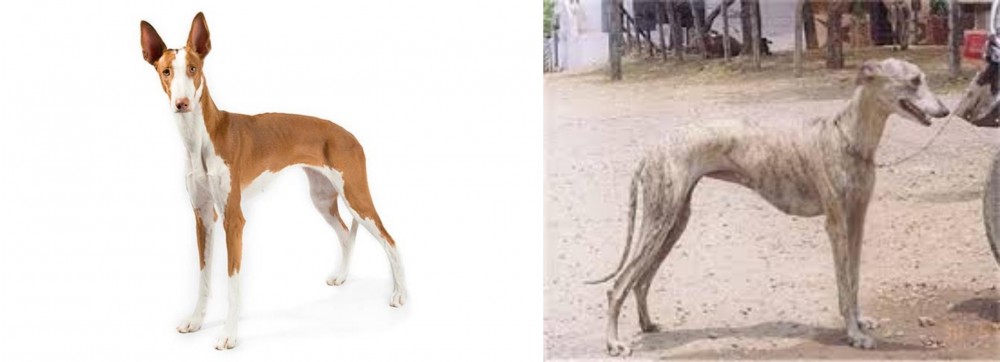 Rampur Greyhound vs Ibizan Hound - Breed Comparison