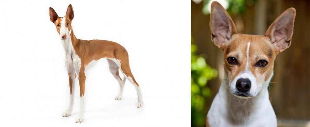 Rat Terrier vs Ibizan Hound - Breed Comparison