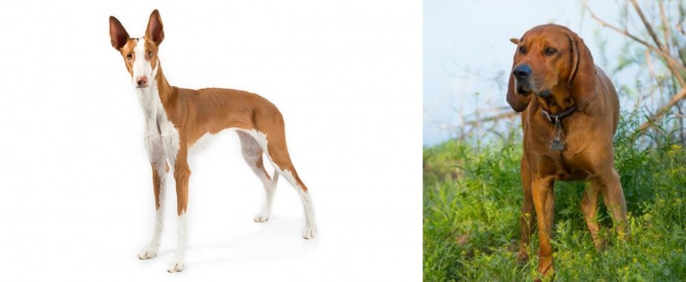 Redbone Coonhound vs Ibizan Hound - Breed Comparison