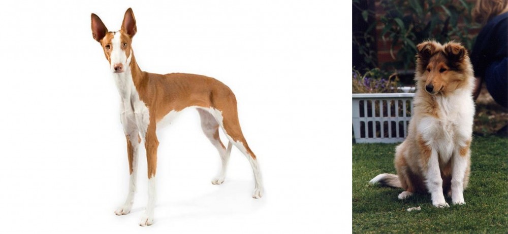 Rough Collie vs Ibizan Hound - Breed Comparison