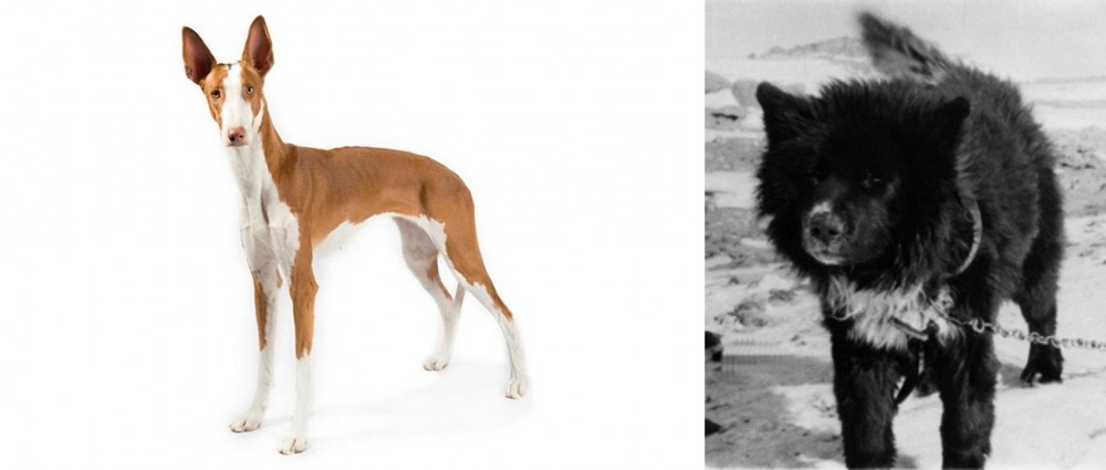 Sakhalin Husky vs Ibizan Hound - Breed Comparison