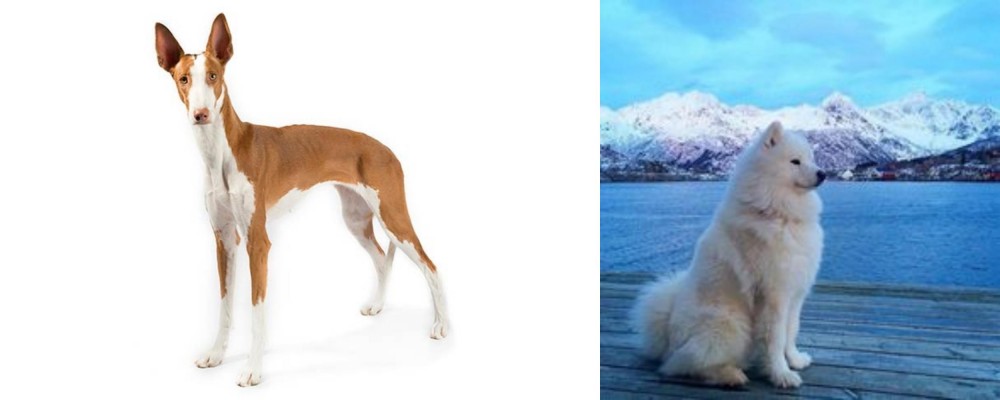 Samoyed vs Ibizan Hound - Breed Comparison