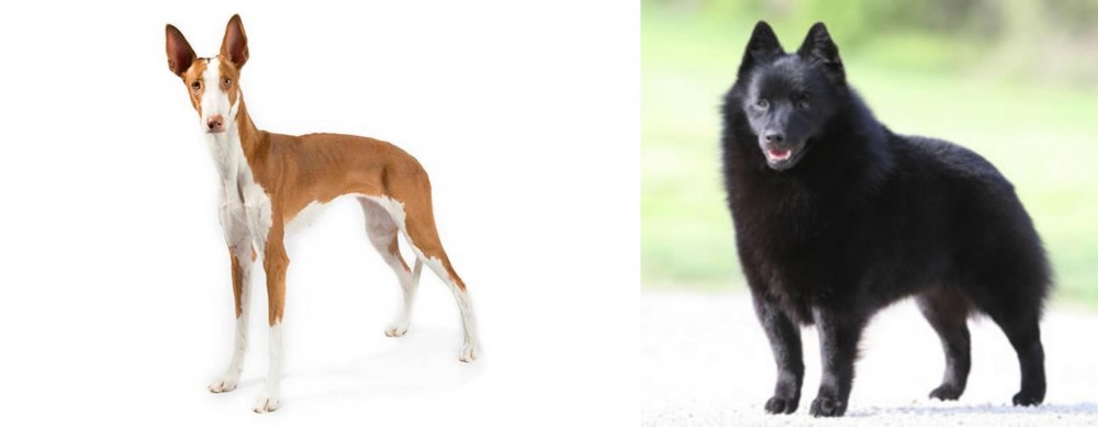 Schipperke vs Ibizan Hound - Breed Comparison