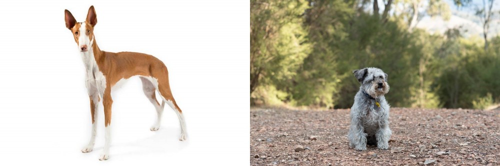Schnoodle vs Ibizan Hound - Breed Comparison