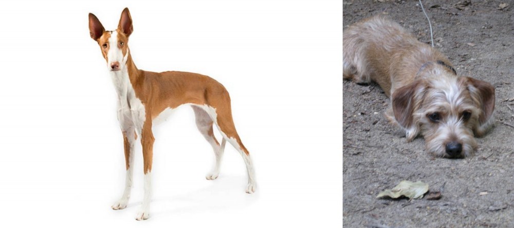 Schweenie vs Ibizan Hound - Breed Comparison