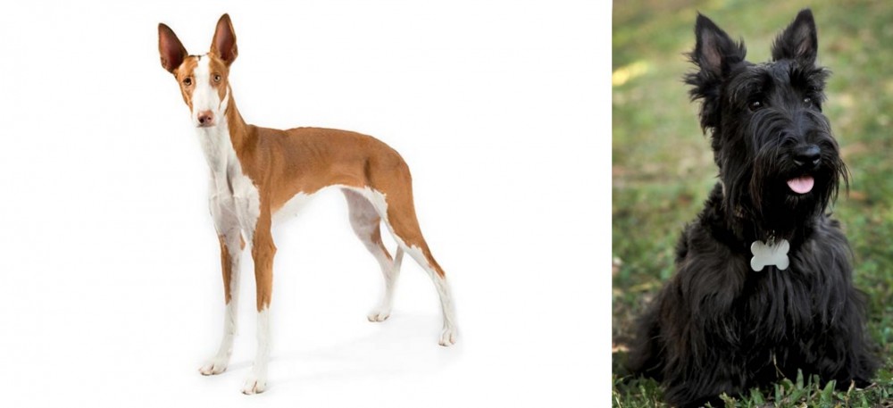 Scoland Terrier vs Ibizan Hound - Breed Comparison