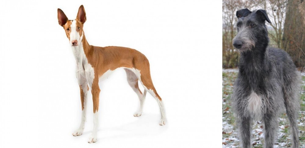 Scottish Deerhound vs Ibizan Hound - Breed Comparison