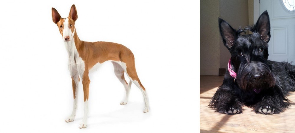 Scottish Terrier vs Ibizan Hound - Breed Comparison