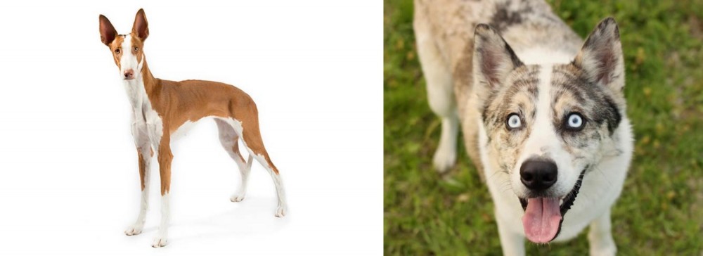 Shepherd Husky vs Ibizan Hound - Breed Comparison