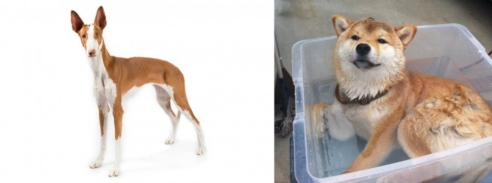 Shiba Inu vs Ibizan Hound - Breed Comparison