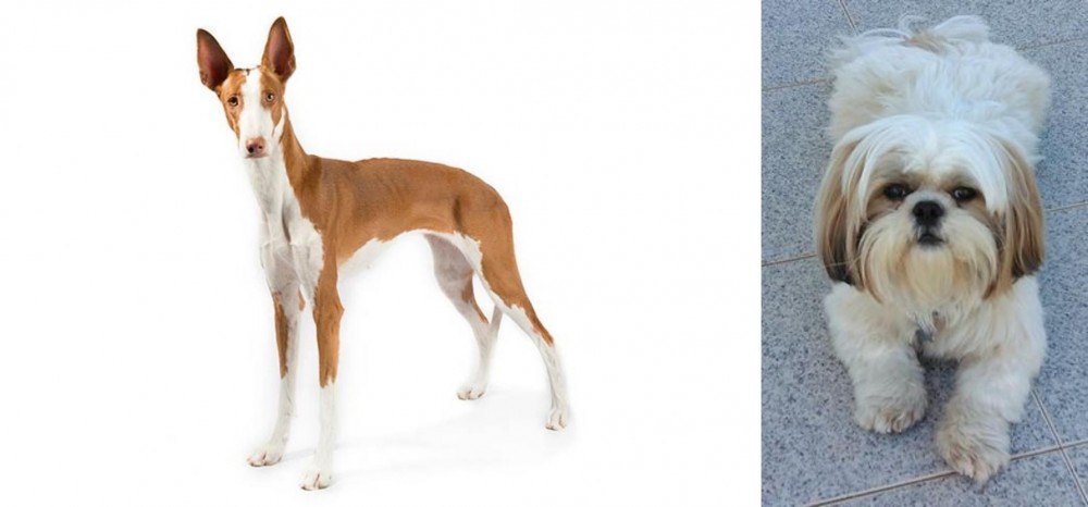 Shih Tzu vs Ibizan Hound - Breed Comparison