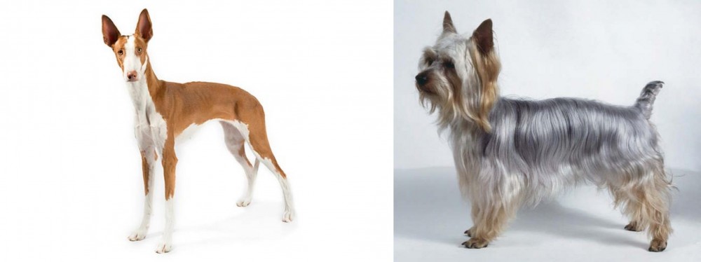 Silky Terrier vs Ibizan Hound - Breed Comparison