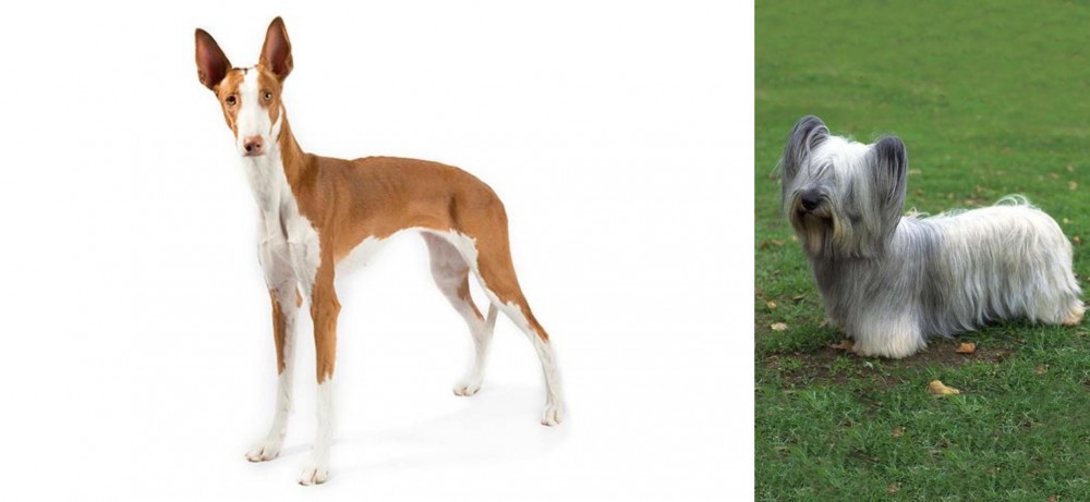 Skye Terrier vs Ibizan Hound - Breed Comparison