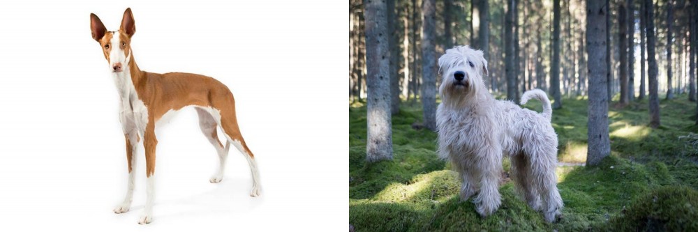 Soft-Coated Wheaten Terrier vs Ibizan Hound - Breed Comparison
