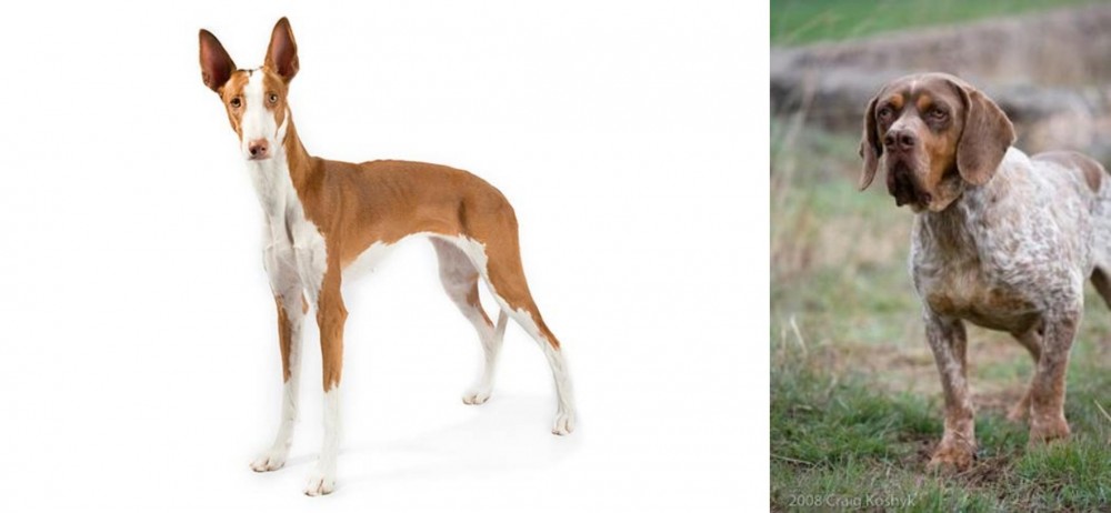 Spanish Pointer vs Ibizan Hound - Breed Comparison