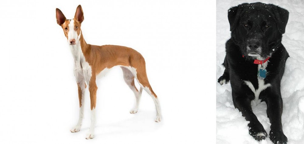 St. John's Water Dog vs Ibizan Hound - Breed Comparison