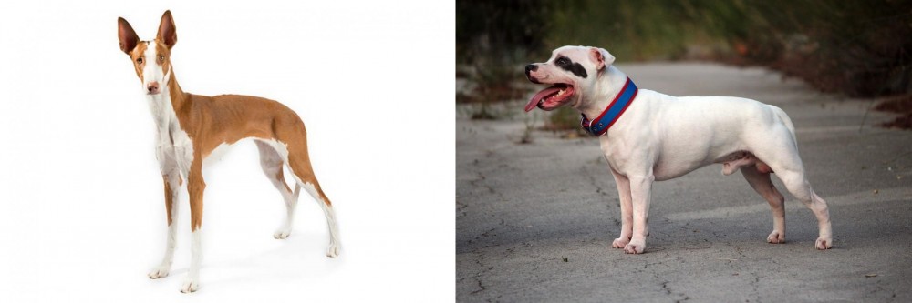 Staffordshire Bull Terrier vs Ibizan Hound - Breed Comparison