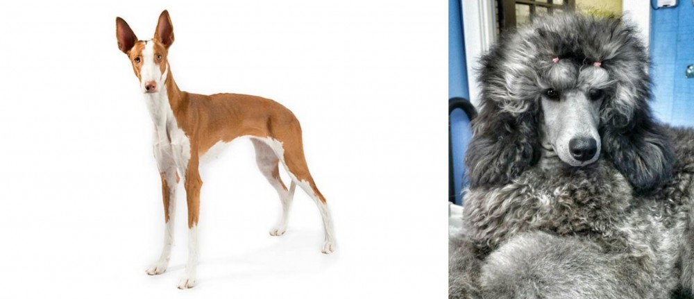Standard Poodle vs Ibizan Hound - Breed Comparison