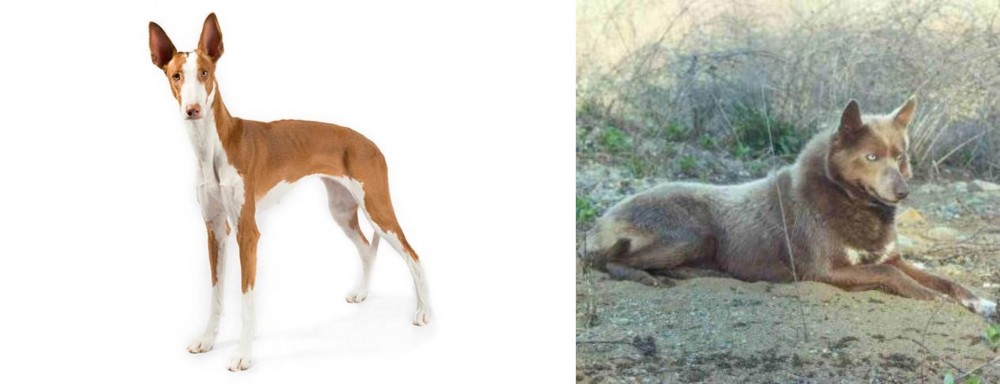 Tahltan Bear Dog vs Ibizan Hound - Breed Comparison
