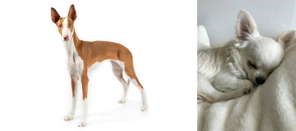 Tea Cup Chihuahua vs Ibizan Hound - Breed Comparison