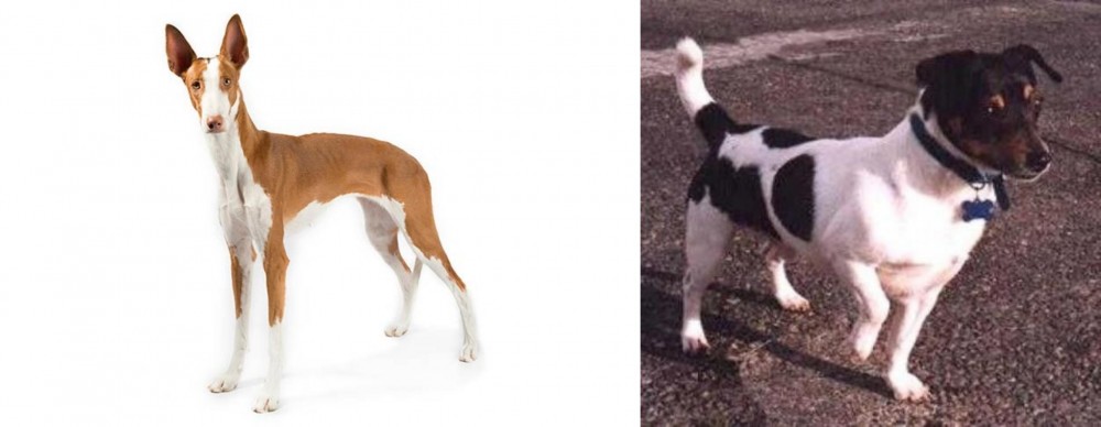 Teddy Roosevelt Terrier vs Ibizan Hound - Breed Comparison