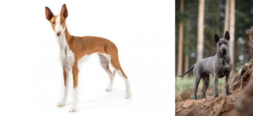 Thai Ridgeback vs Ibizan Hound - Breed Comparison