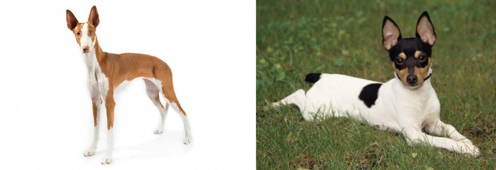 Toy Fox Terrier vs Ibizan Hound - Breed Comparison