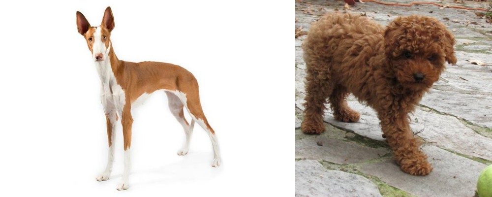 Toy Poodle vs Ibizan Hound - Breed Comparison
