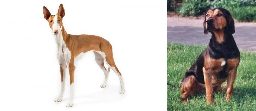 Tyrolean Hound vs Ibizan Hound - Breed Comparison