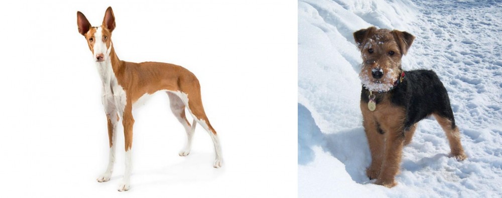 Welsh Terrier vs Ibizan Hound - Breed Comparison